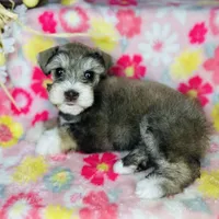 Penny, a female Miniature Schnauzer for sale in Sacramento, CA – Photo 1 of 10
