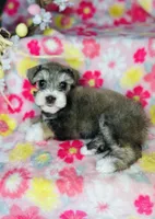 Penny, a female Miniature Schnauzer for sale in Redding, CA – Photo 2 of 10