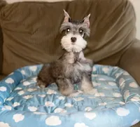 Penny, a female Miniature Schnauzer for sale in Sacramento, CA – 2 of 10
