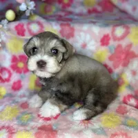 Penny, a female Miniature Schnauzer for sale in Sacramento, CA – Photo 4 of 10