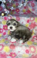Penny, a female Miniature Schnauzer for sale in Redding, CA – Photo 4 of 10