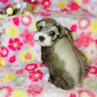 Penny, a female Miniature Schnauzer for sale in Sacramento, CA – Photo 6 of 10
