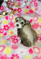 Penny, a female Miniature Schnauzer for sale in Redding, CA – Photo 6 of 10