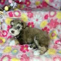 Penny, a female Miniature Schnauzer for sale in Sacramento, CA – Photo 7 of 10