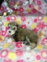 Penny, a female Miniature Schnauzer for sale in Redding, CA – Photo 7 of 10