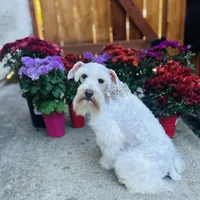 Penny, a female Miniature Schnauzer for sale in Sacramento, CA – Photo 10 of 10