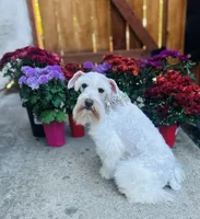 Penny, a female Miniature Schnauzer for sale in Redding, CA – Photo 10 of 10