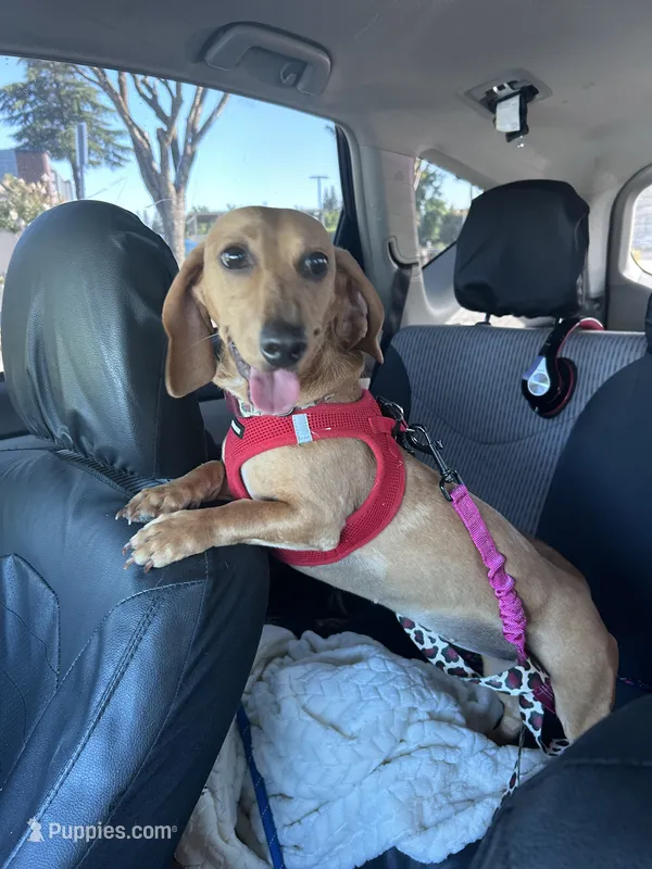 Puppies due  – Miniature Dachshund puppy for sale in Sacramento, CA