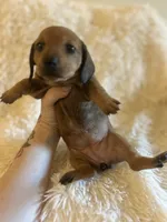Muffin, a female Miniature Dachshund for sale in Sacramento, CA – 3 of 10