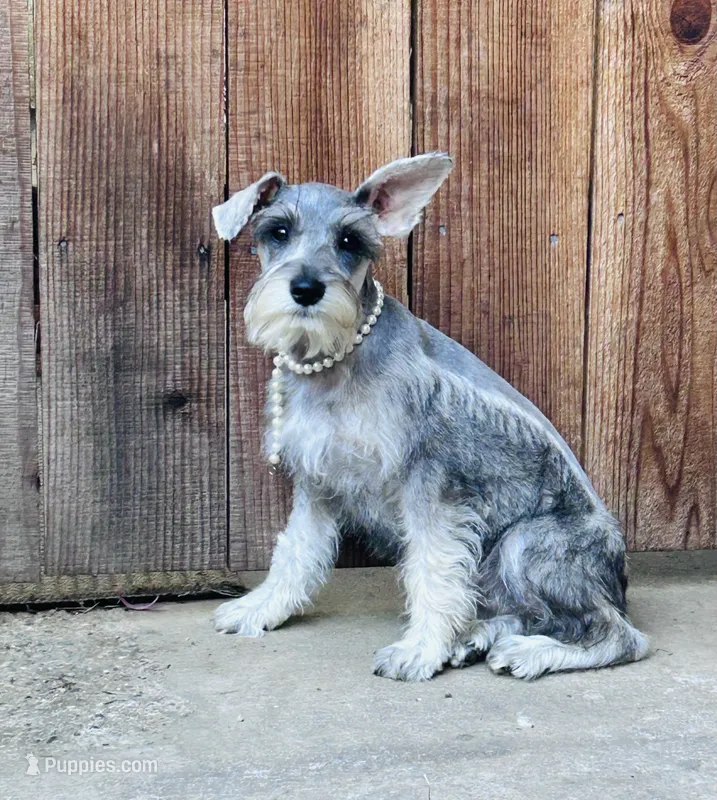 Beverley – Standard Schnauzer puppy for sale in Sacramento, CA