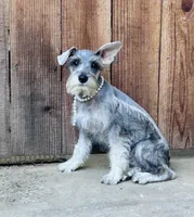 Beverley, a female Standard Schnauzer for sale in Sacramento, CA – 1 of 5