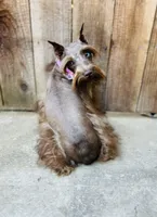 Hazel , a female Miniature Schnauzer for sale in Sacramento, CA – 2 of 10