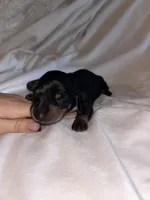 Alexandra , a female Miniature Dachshund for sale in Sacramento, CA – 3 of 10