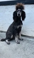 Mariah , a female Poodle - Standard  for sale in Sacramento, CA – 2 of 5