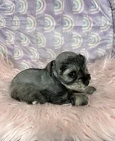 Eva, a female Miniature Schnauzer for sale in Sacramento, CA – 5 of 5