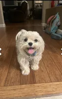 Baxter, a male Maltese for sale in Sacramento, CA – Photo 5 of 6