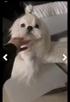 Baxter, a male Maltese for sale in Sacramento, CA – Photo 4 of 6