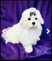Baxter, a male Maltese for sale in Sacramento, CA – Photo 1 of 6