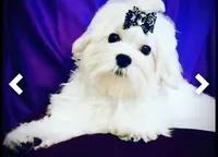 Baxter, a male Maltese for sale in Sacramento, CA – Photo 3 of 6