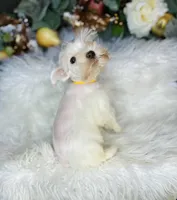 AKC little yellow, a male Miniature Schnauzer for sale in Redding, CA – Photo 7 of 10