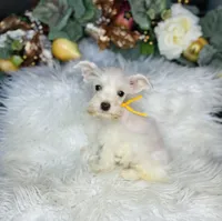 AKC little yellow, a male Miniature Schnauzer for sale in Redding, CA – Photo 8 of 10