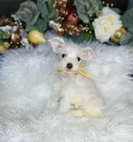 AKC little yellow, a male Miniature Schnauzer for sale in Redding, CA – Photo 4 of 10