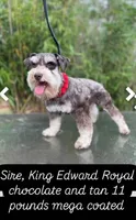 AKC little yellow, a male Miniature Schnauzer for sale in Redding, CA – Photo 9 of 10