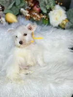 AKC little yellow, a male Miniature Schnauzer for sale in Redding, CA – Photo 3 of 10