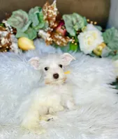 AKC little yellow, a male Miniature Schnauzer for sale in Redding, CA – Photo 2 of 10