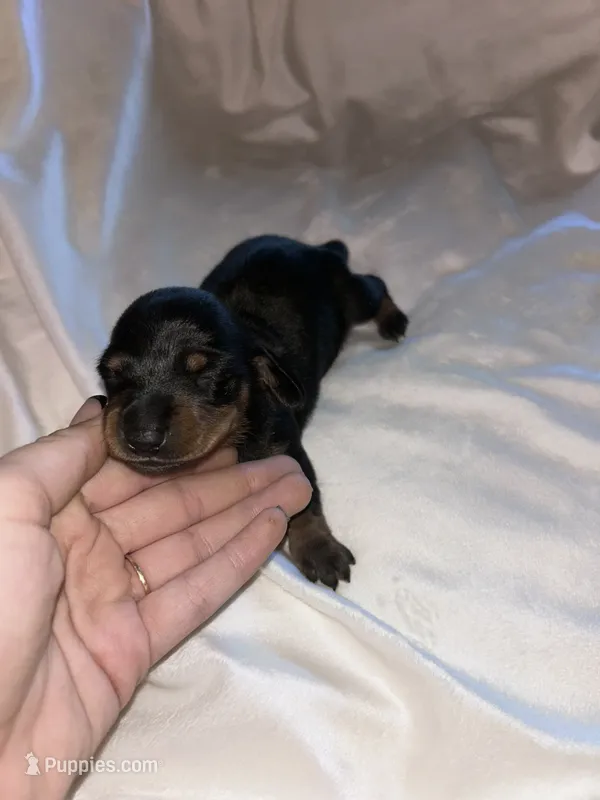 Alexandra  – Miniature Dachshund puppy for sale in Sacramento, CA