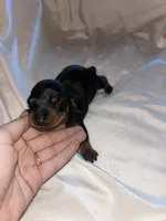 Alexandra , a female Miniature Dachshund for sale in Sacramento, CA – 1 of 10