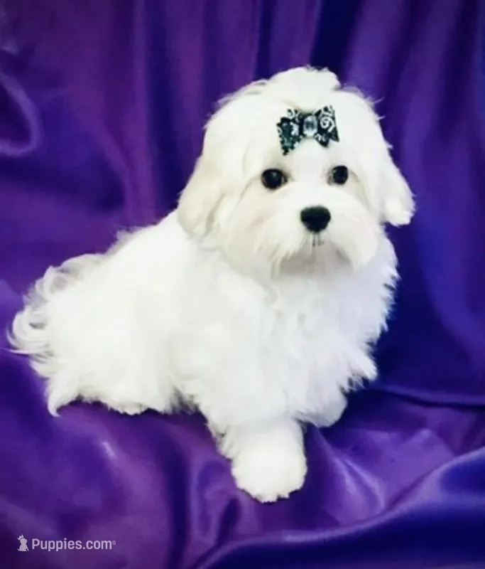 Branson , a male Maltese for sale in Sacramento, CA – Photo 1 of 5