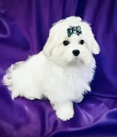 Branson , a male Maltese for sale in Sacramento, CA – Photo 1 of 5