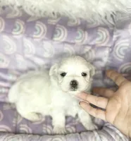 Branson , a male Maltese for sale in Sacramento, CA – 2 of 10