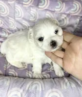 Branson , a male Maltese for sale in Sacramento, CA – 1 of 10