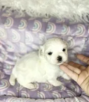 Branson , a male Maltese for sale in Sacramento, CA – 4 of 10