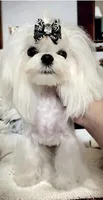 Branson , a male Maltese for sale in Sacramento, CA – Photo 5 of 5