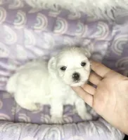 Branson , a male Maltese for sale in Sacramento, CA – 3 of 10