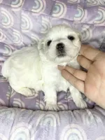 Branson , a male Maltese for sale in Sacramento, CA – 5 of 10