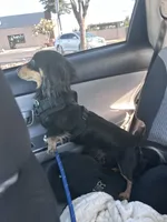 Muffin, a female Miniature Dachshund for sale in Sacramento, CA – 9 of 10