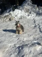 Erin , a male Miniature Schnauzer for sale in Sacramento, CA – 9 of 10
