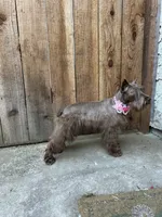Hazel , a female Miniature Schnauzer for sale in Sacramento, CA – 5 of 10
