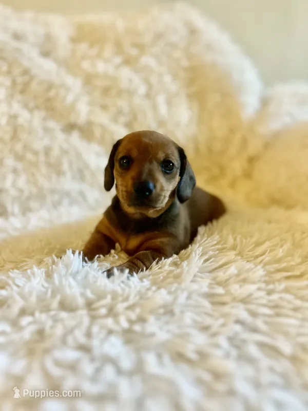 Muffin – Miniature Dachshund puppy for sale in Sacramento, CA