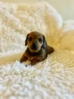 Muffin, a female Miniature Dachshund for sale in Sacramento, CA – 1 of 10