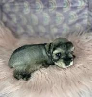 Eva, a female Miniature Schnauzer for sale in Sacramento, CA – 4 of 5