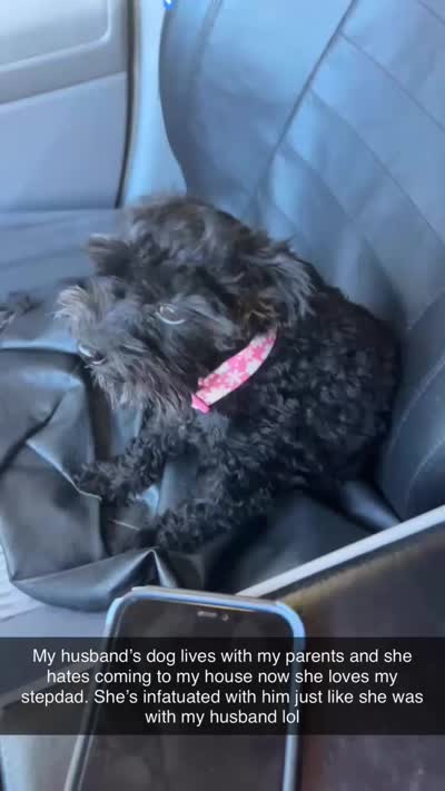 Mariah , a female Poodle - Standard  for sale in Sacramento, CA – 5 of 5