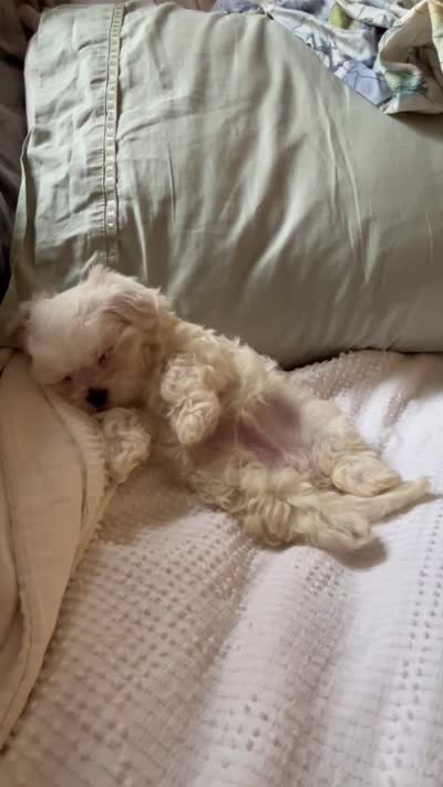 Baxter, a male Maltese for sale in Sacramento, CA – 10 of 10