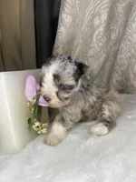 Lestat, a male Miniature Schnauzer for sale in Redding, CA – Photo 5 of 9