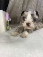 Lestat, a male Miniature Schnauzer for sale in Redding, CA – Photo 4 of 9