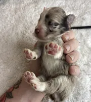 Lestat, a male Miniature Schnauzer for sale in Redding, CA – Photo 7 of 9